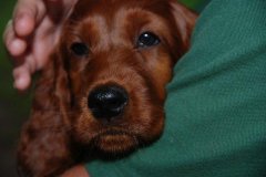 comp_DSC_0016.jpg