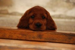 comp_DSC_0017.jpg