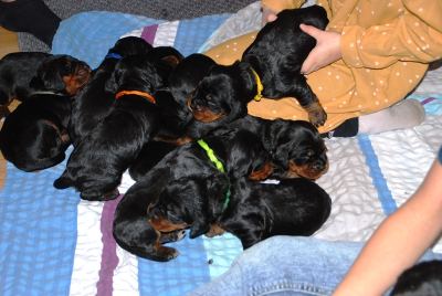 Straddles Gordon Setter M-Wurf
