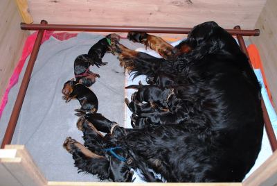 Straddles Gordon Setter M-Wurf