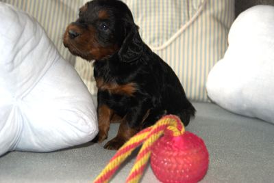 Straddles Gordon Setter M-Wurf