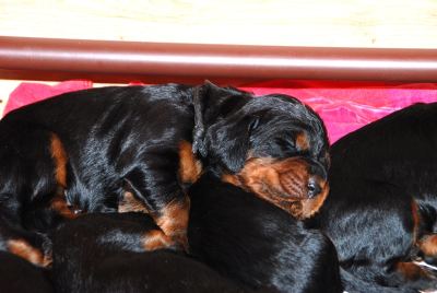 Straddles Gordon Setter M-Wurf