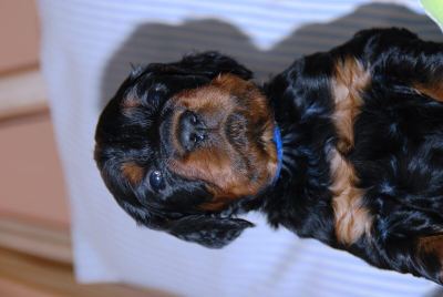 Straddles Gordon Setter M-Wurf