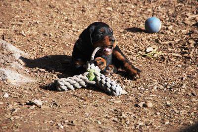 Straddles Gordon Setter M-Wurf