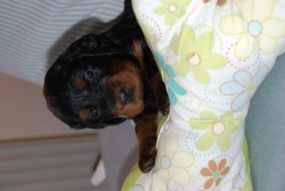Straddles Gordon Setter M-Wurf