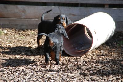 Straddles Gordon Setter M-Wurf