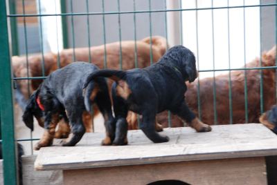 Straddles Gordon Setter M-Wurf