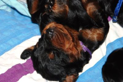Straddles Gordon Setter M-Wurf