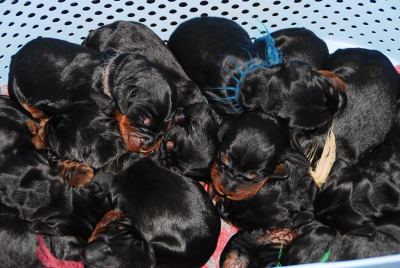 Straddles Gordon Setter M-Wurf