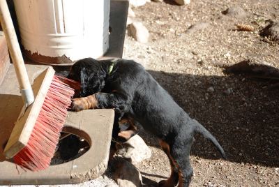 Straddles Gordon Setter M-Wurf
