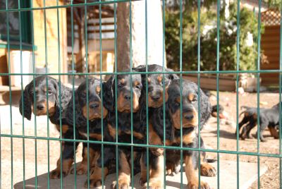 Straddles Gordon Setter M-Wurf