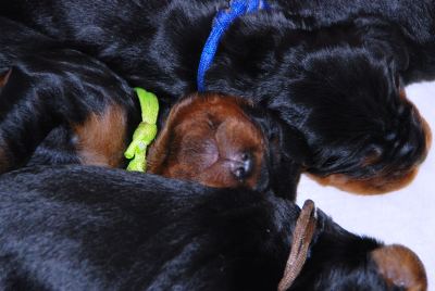Straddles Gordon Setter M-Wurf