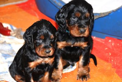 Straddles Gordon Setter M-Wurf