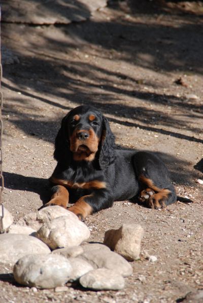 Straddles Gordon Setter M-Wurf