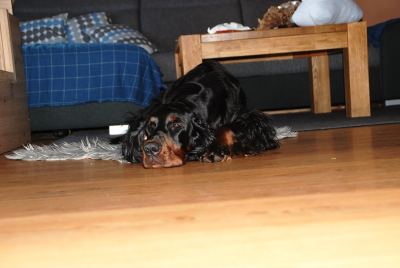 Straddles Gordon Setter M-Wurf