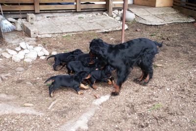 Straddles Gordon Setter M-Wurf
