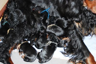 Straddles Gordon Setter M-Wurf