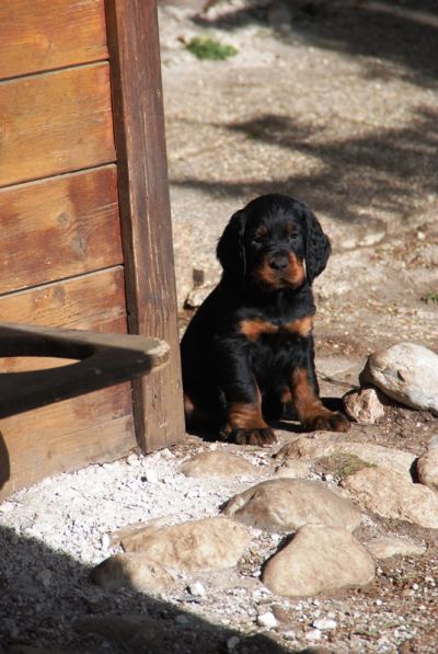 Straddles Gordon Setter M-Wurf