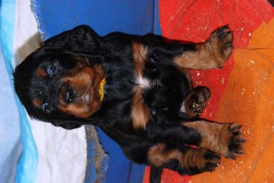 Straddles Gordon Setter M-Wurf