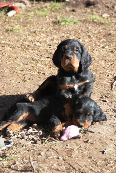 Straddles Gordon Setter M-Wurf