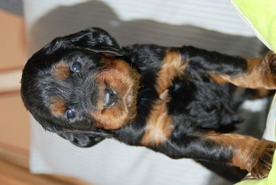 Straddles Gordon Setter M-Wurf