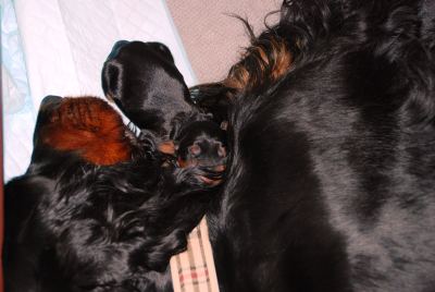 Straddles Gordon Setter M-Wurf