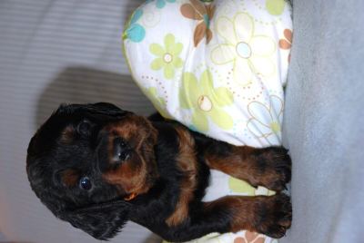 Straddles Gordon Setter M-Wurf