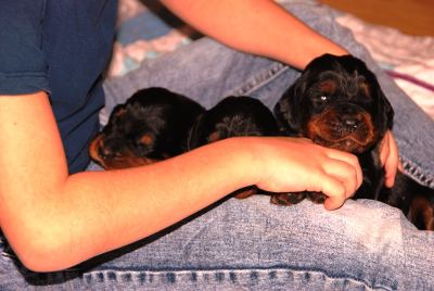 Straddles Gordon Setter M-Wurf