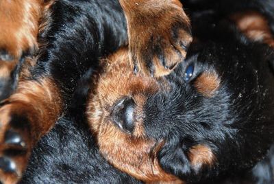 Straddles Gordon Setter M-Wurf