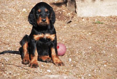 Straddles Gordon Setter M-Wurf