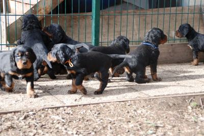 Straddles Gordon Setter M-Wurf