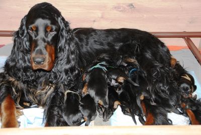 Straddles Gordon Setter M-Wurf