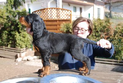 Straddles Gordon Setter M-Wurf