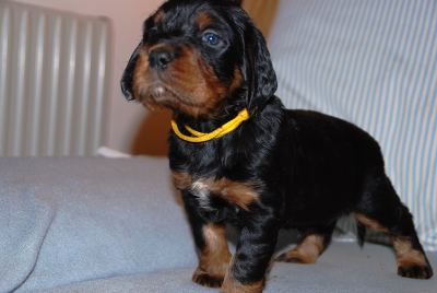 Straddles Gordon Setter M-Wurf