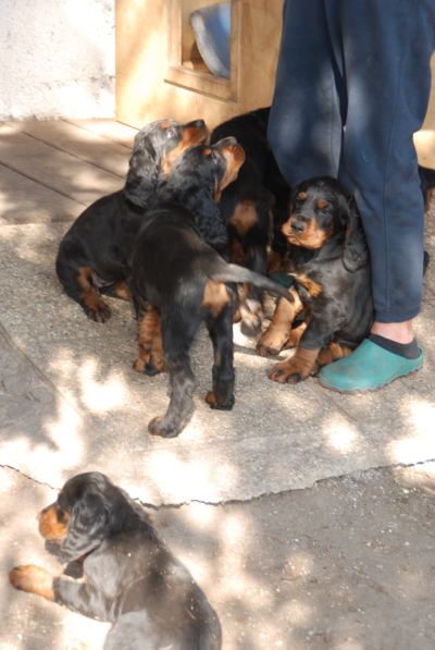 Straddles Gordon Setter M-Wurf