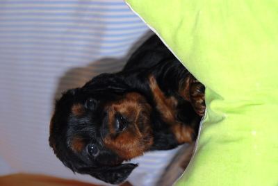 Straddles Gordon Setter M-Wurf