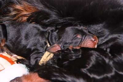 Straddles Gordon Setter M-Wurf