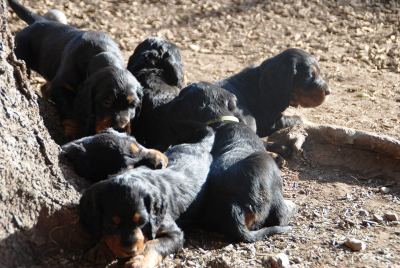 Straddles Gordon Setter M-Wurf