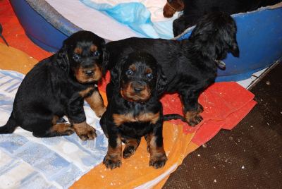 Straddles Gordon Setter M-Wurf