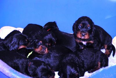 Straddles Gordon Setter M-Wurf