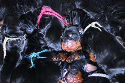 Straddles Gordon Setter M-Wurf