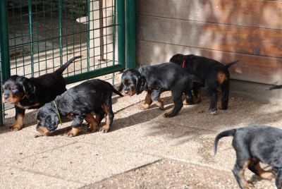 Straddles Gordon Setter M-Wurf