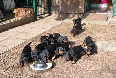 Straddles Gordon Setter M-Wurf