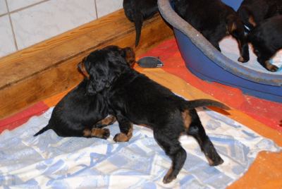 Straddles Gordon Setter M-Wurf
