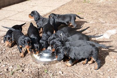 Straddles Gordon Setter M-Wurf