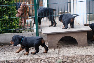 Straddles Gordon Setter M-Wurf