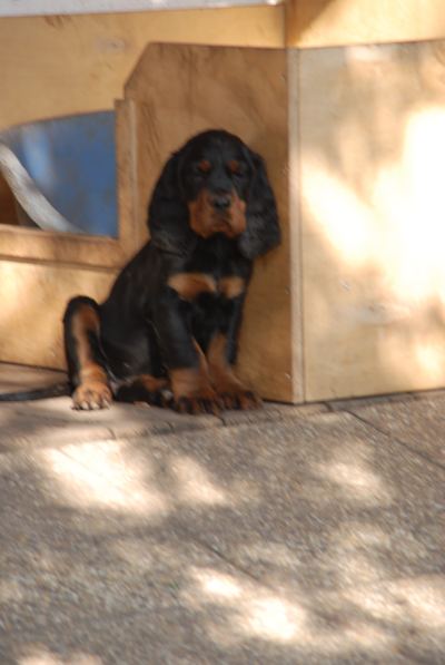 Straddles Gordon Setter M-Wurf