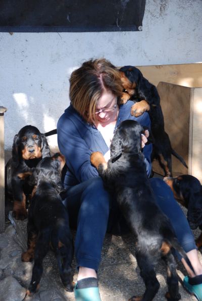 Straddles Gordon Setter M-Wurf