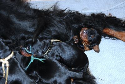 Straddles Gordon Setter M-Wurf