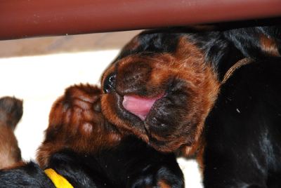 Straddles Gordon Setter M-Wurf